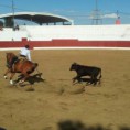 /album/i-concurso-morfo-funcional-do-cavalo-de-toureio-da-feira-de-garv%c3%a3o-/garv%c3%a3o2-jpg/