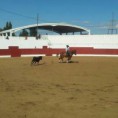 /album/i-concurso-morfo-funcional-do-cavalo-de-toureio-da-feira-de-garv%c3%a3o-/garv%c3%a3o8-jpg/