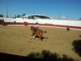 /album/i-concurso-morfo-funcional-do-cavalo-de-toureio-da-feira-de-garv%c3%a3o-/garv%c3%a3o12-jpg/